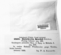 Strickeria kochii image